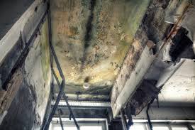 Biohazard Mold Removal in Glenwood, IL